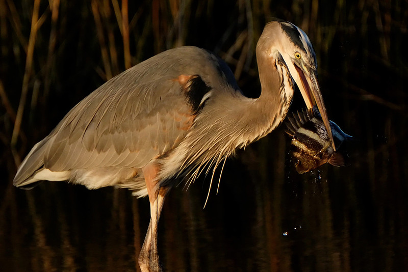 Wildlife Photographer in Gulf Shores