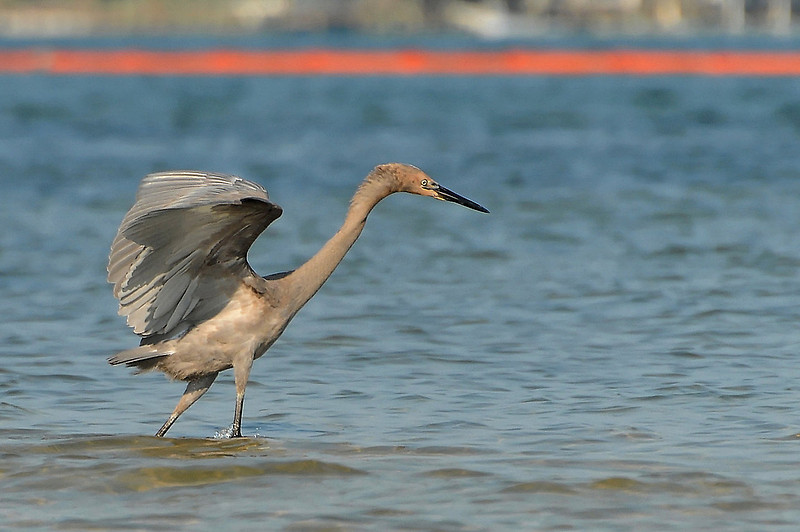 Wildlife in Robinson Island at Perdido Pass