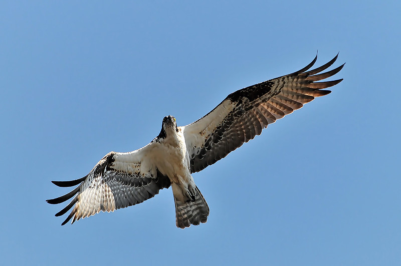 Ospery