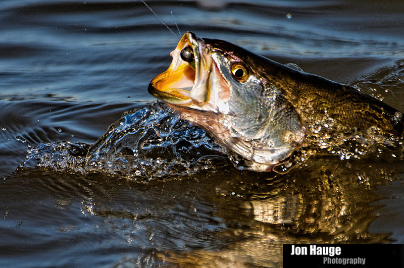 Speckled Trout in Mobile Delta