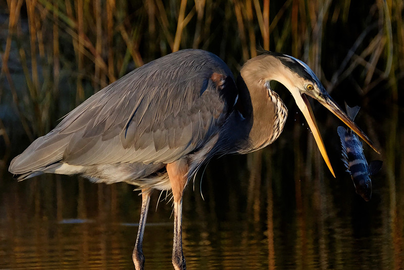 Great Blue Heron Fishing
