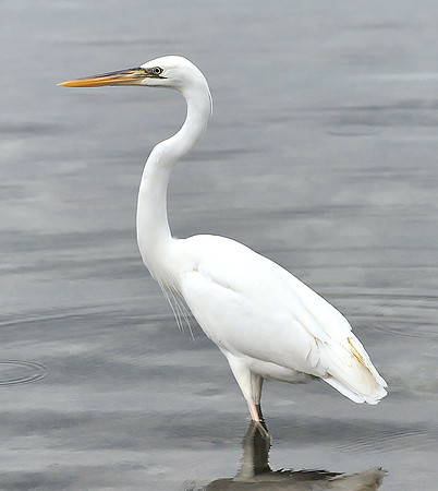 Great White Heron