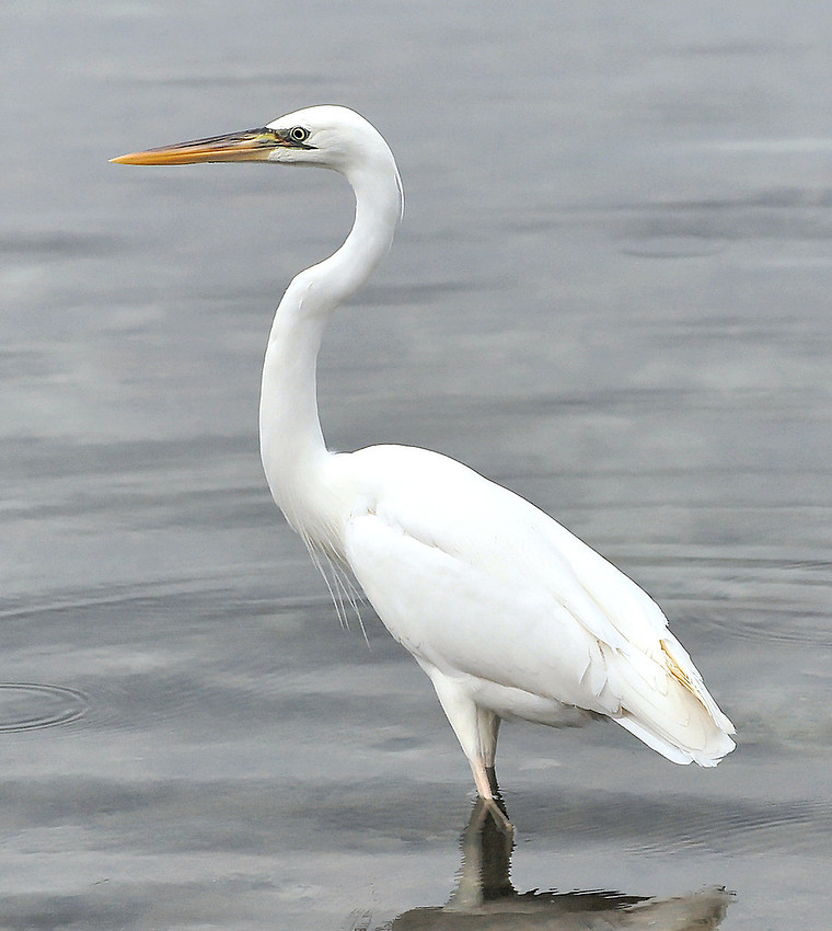 Great White Heron