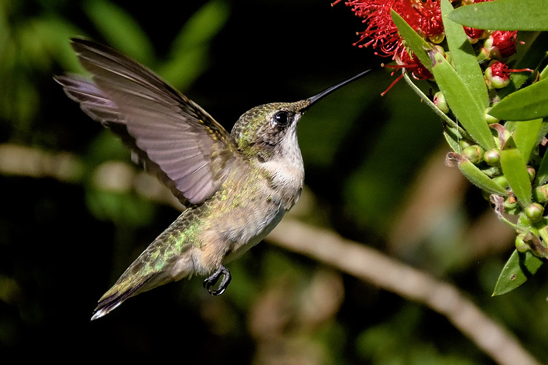 Ruby-throated Hummingbird Photography