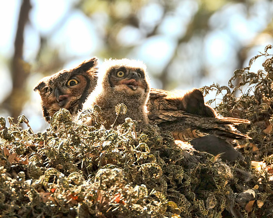 Jon Hauge Wildlife Prints