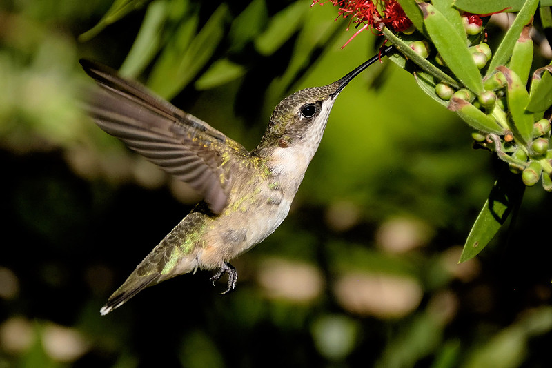 Ruby-throated Hummingbird Photography