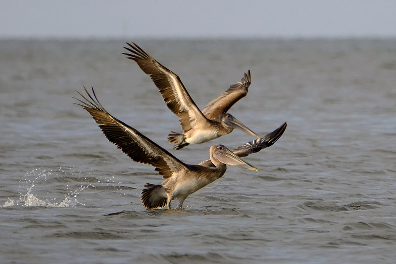 Brown Pelicans in Gulf Shores
