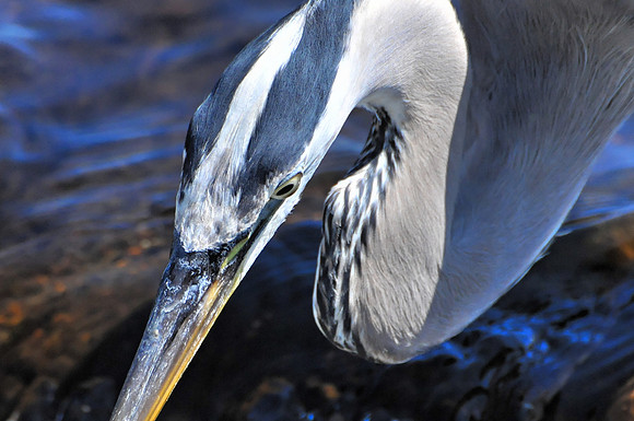 Great Blue Heron Fishing