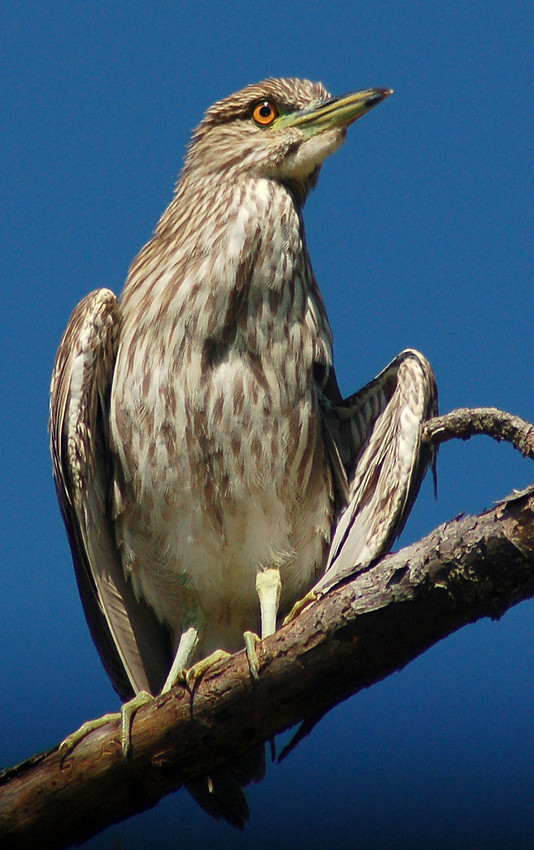black-crowned heron