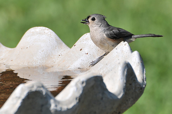Backyard Birds