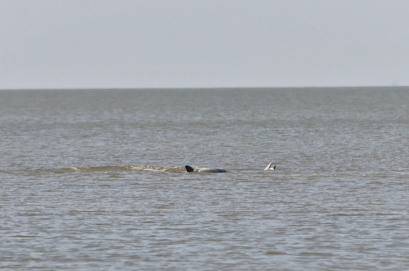Dolphins