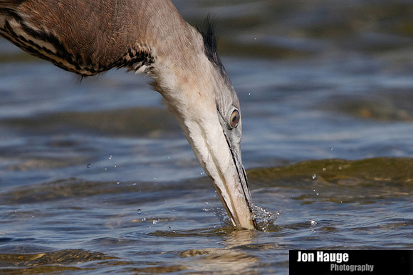 Dauphin Island Beach Wildlife
