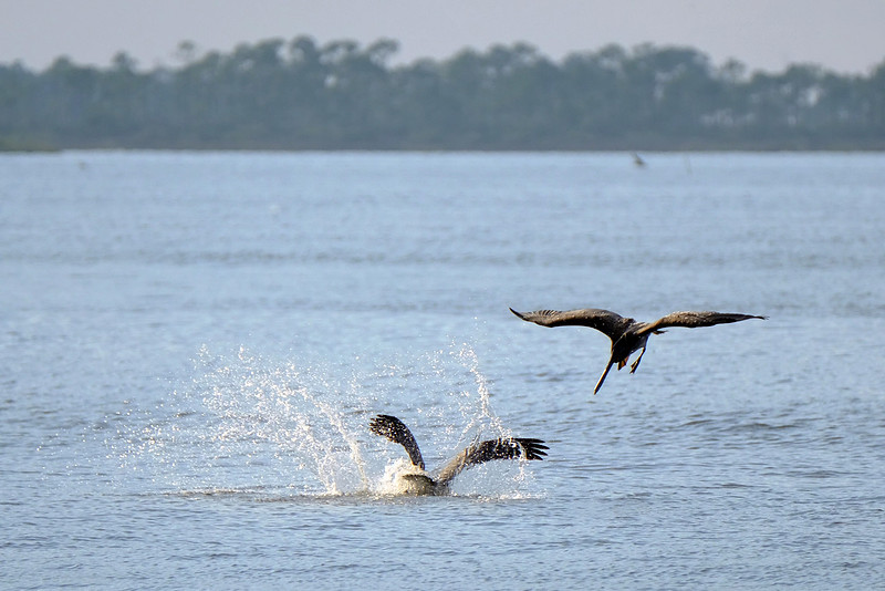 Brown Pelicans in Gulf Shores