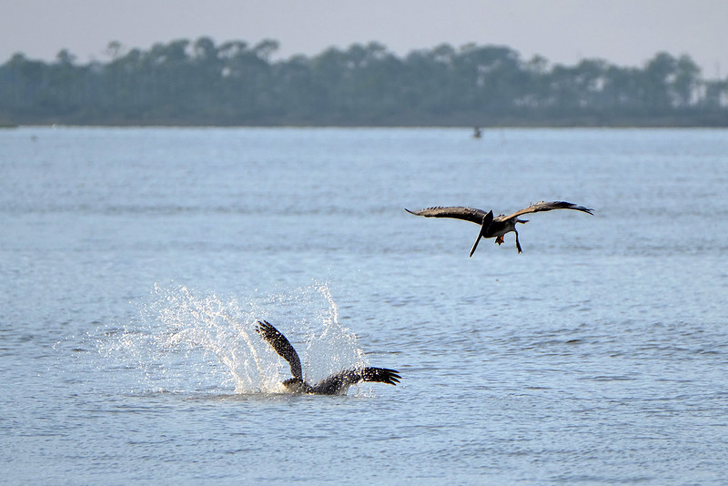 Brown Pelicans in Gulf Shores