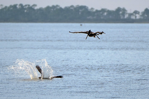Brown Pelicans in Gulf Shores