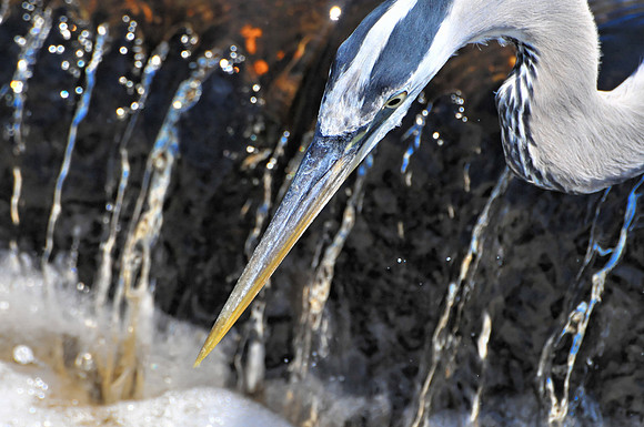 Great Blue Heron Fishing