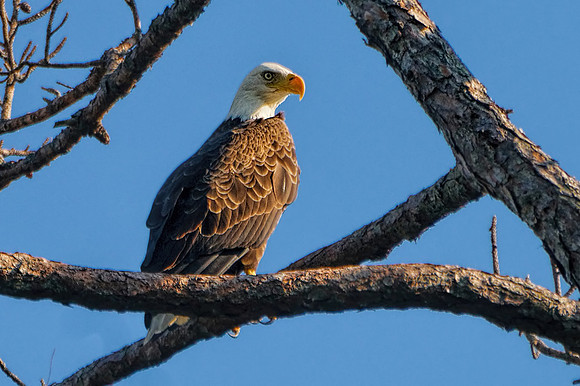 Bald Eagle in Gulf Shores