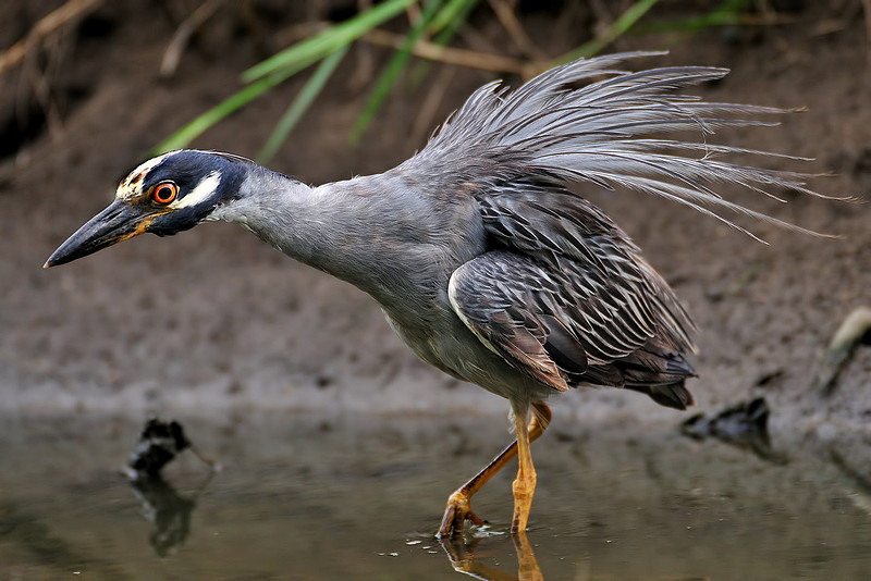 yellow-crowned night heron