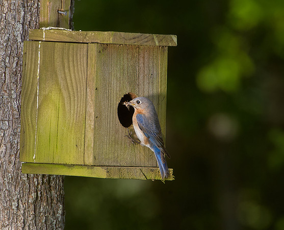 Blue Bird Nest