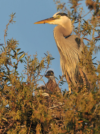 Wildlife in Robinson Island at Perdido Pass