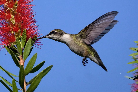 Ruby-throated Hummingbird Photography