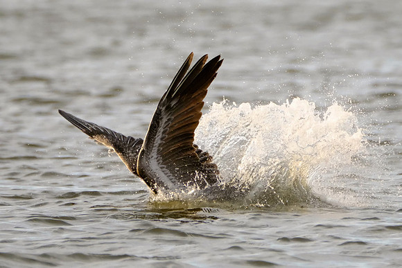 Brown Pelicans in Gulf Shores