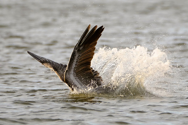 Brown Pelicans in Gulf Shores