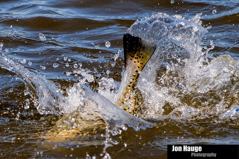 Speckled Trout in Mobile Delta