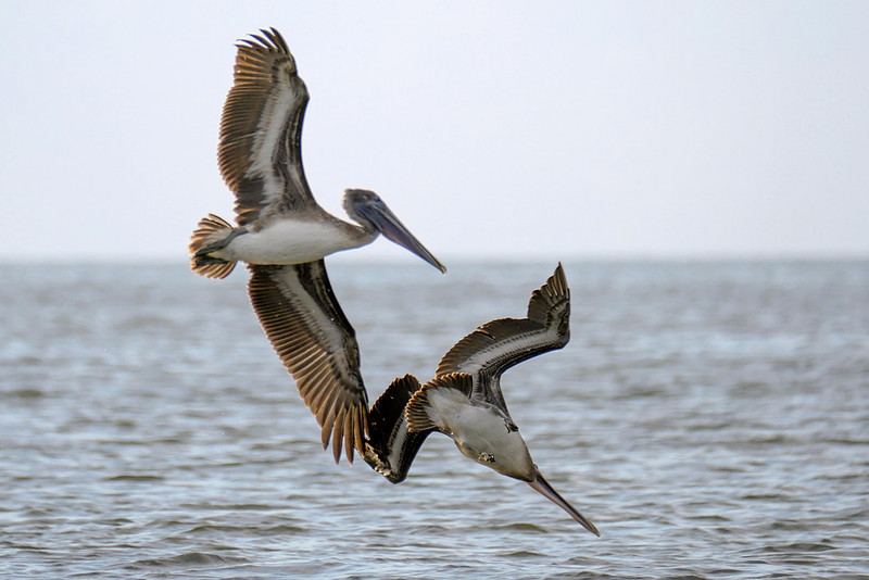 Brown Pelicans in Gulf Shores