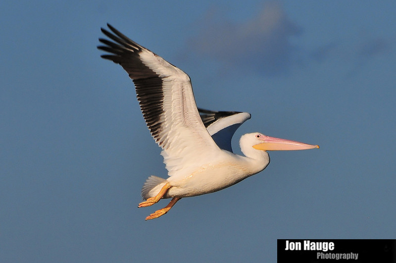 Alabama Gulf Coast Wildlife Photographer
