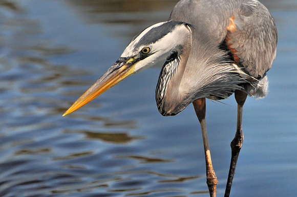Great Blue Heron Fishing