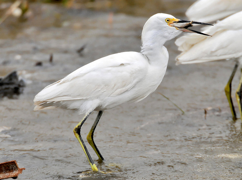 snowy egret