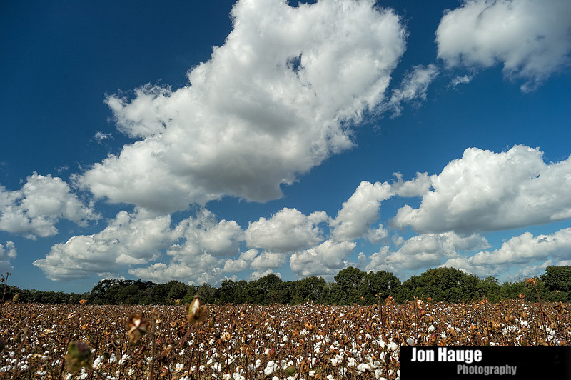 Cotton Field in Robertsdale