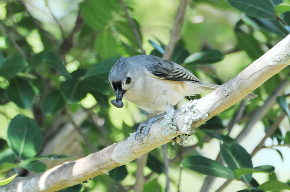 Backyard Birds