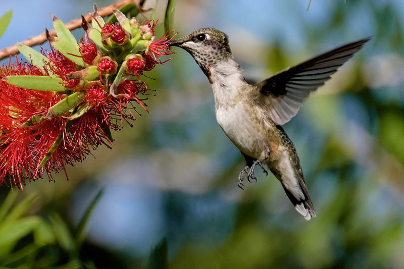 Ruby-throated Hummingbird Photography