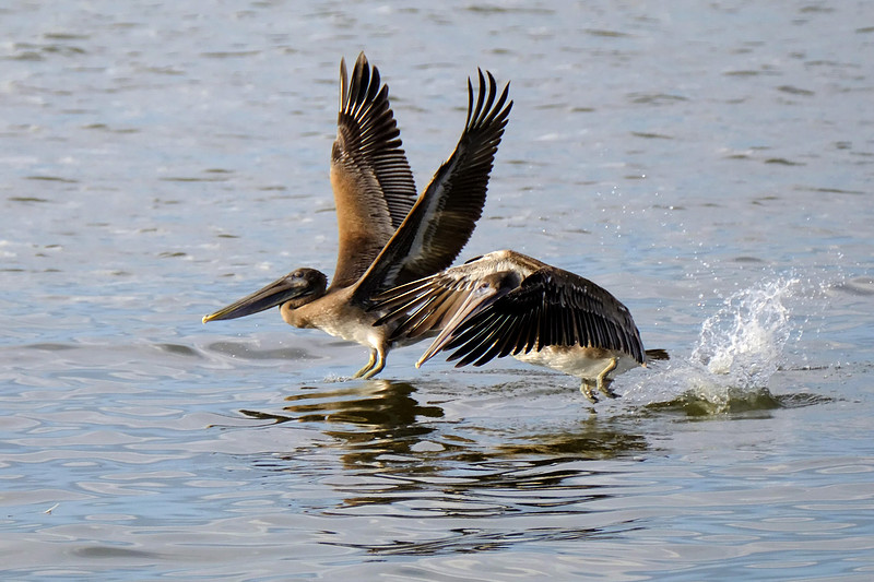 Brown Pelicans in Gulf Shores