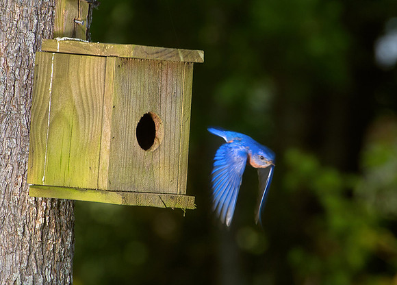 Blue Bird Nest