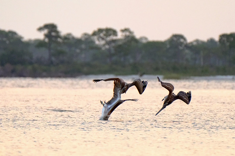 Brown Pelicans in Gulf Shores
