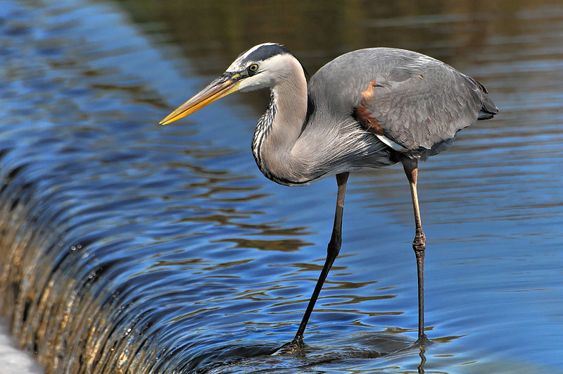 Great Blue Heron Fishing