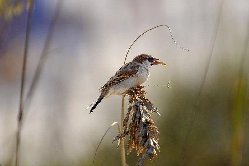 Swamp Sparrows in Orange Beach