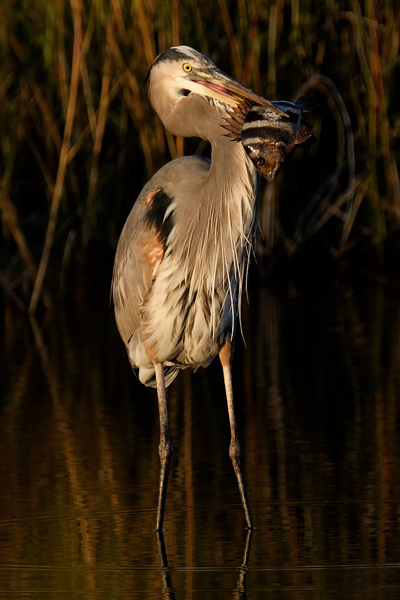 Great Blue Heron Fishing