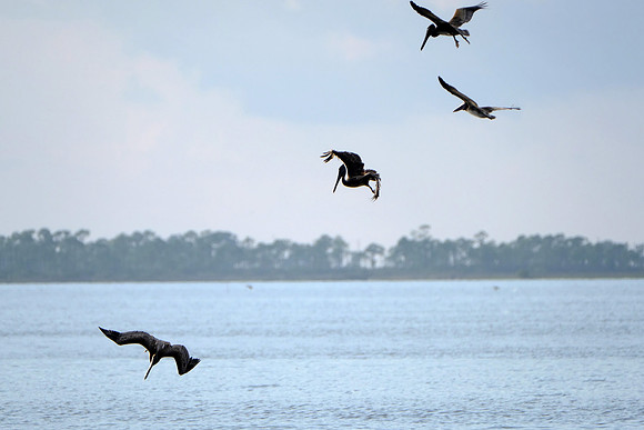 Brown Pelicans in Gulf Shores