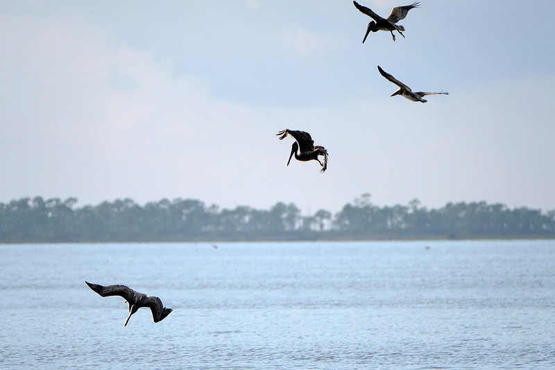 Brown Pelicans in Gulf Shores