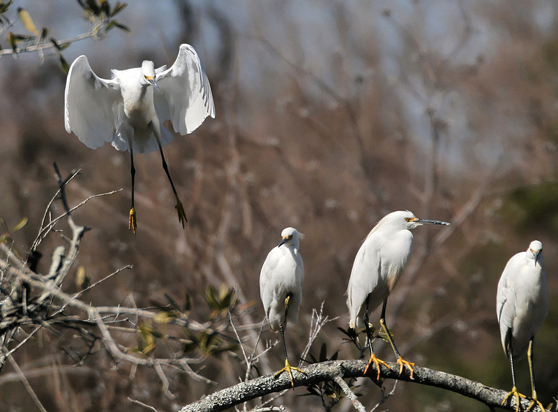 snow egrets