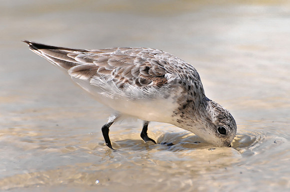 Shorebird