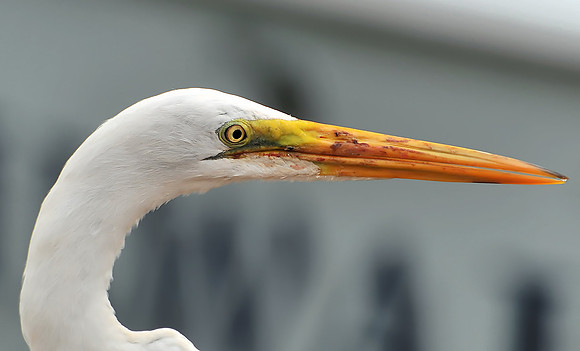 great egret in the Florida Keys