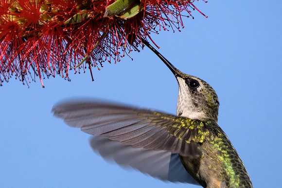 Ruby-throated Hummingbird Photography