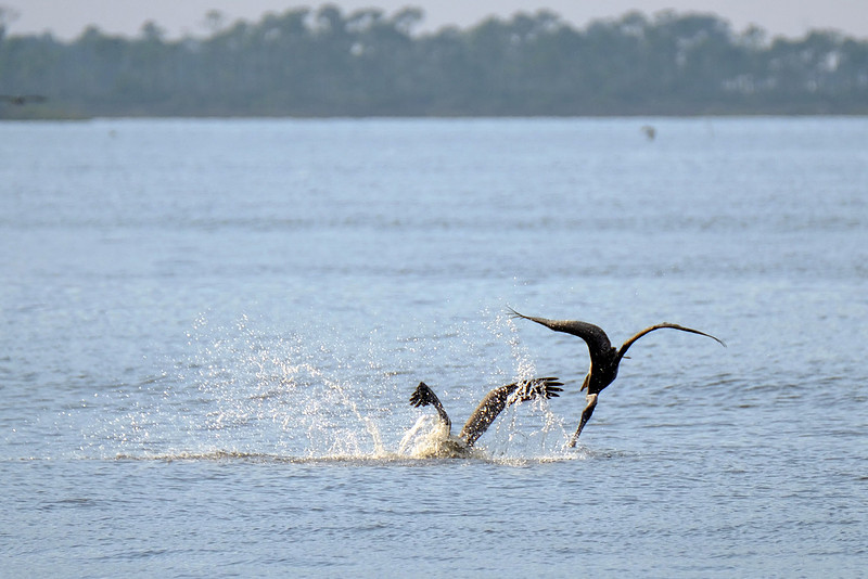 Brown Pelicans in Gulf Shores