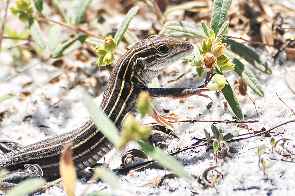 Lizard