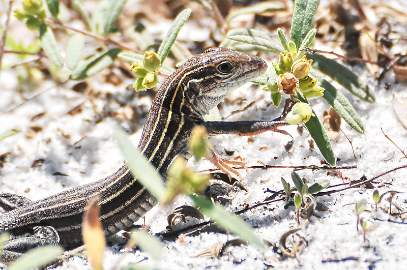 Lizard